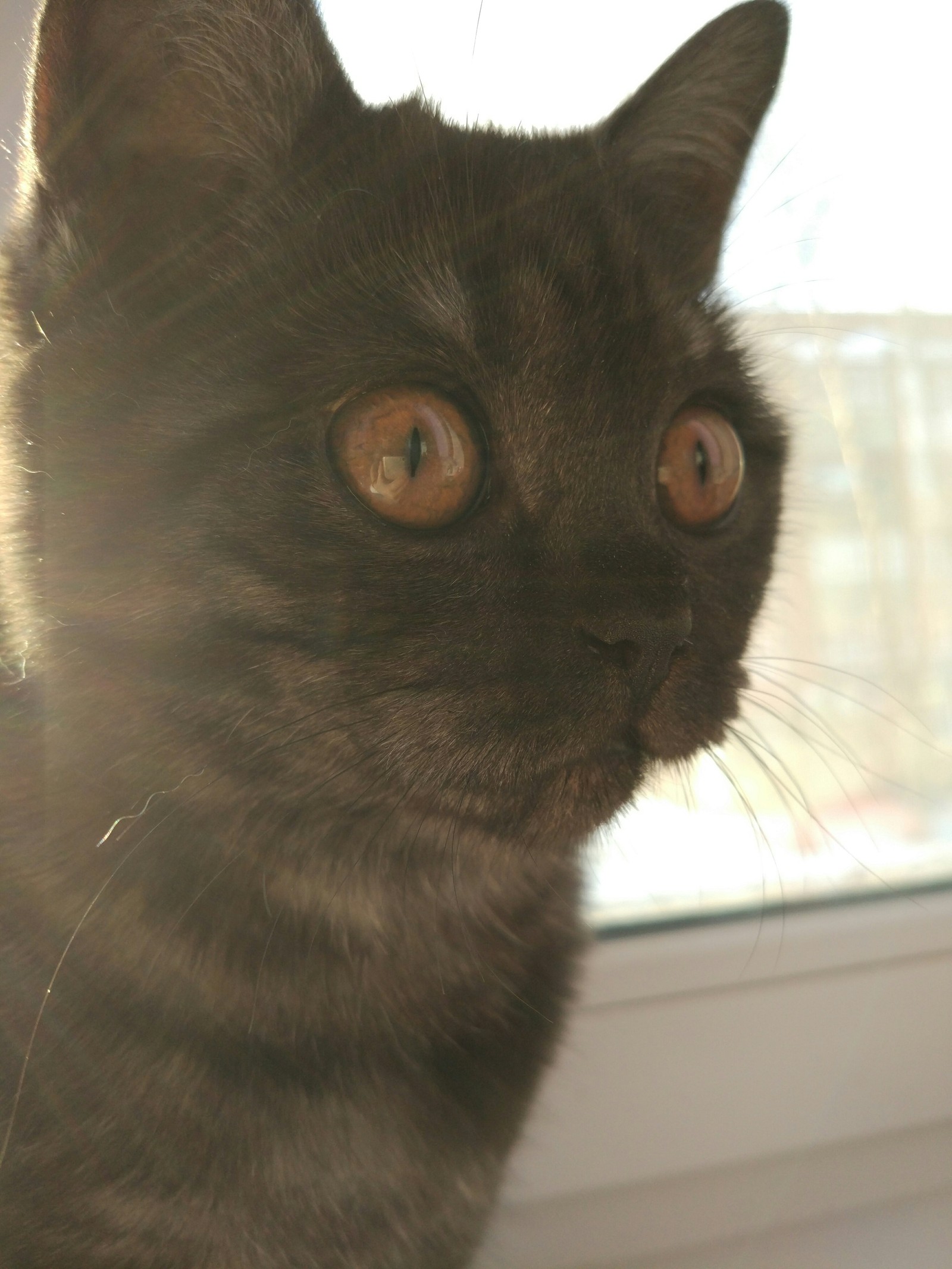 morning cats - My, cat, Scottish lop-eared, Longpost