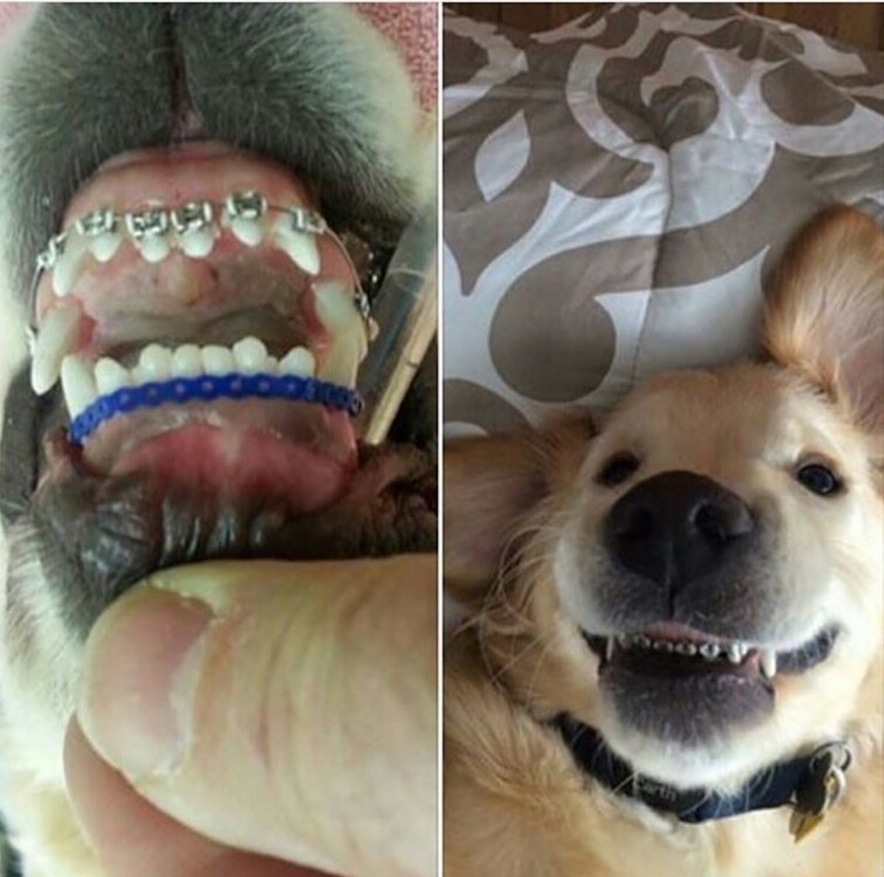 Dog braces - Braces, Dog