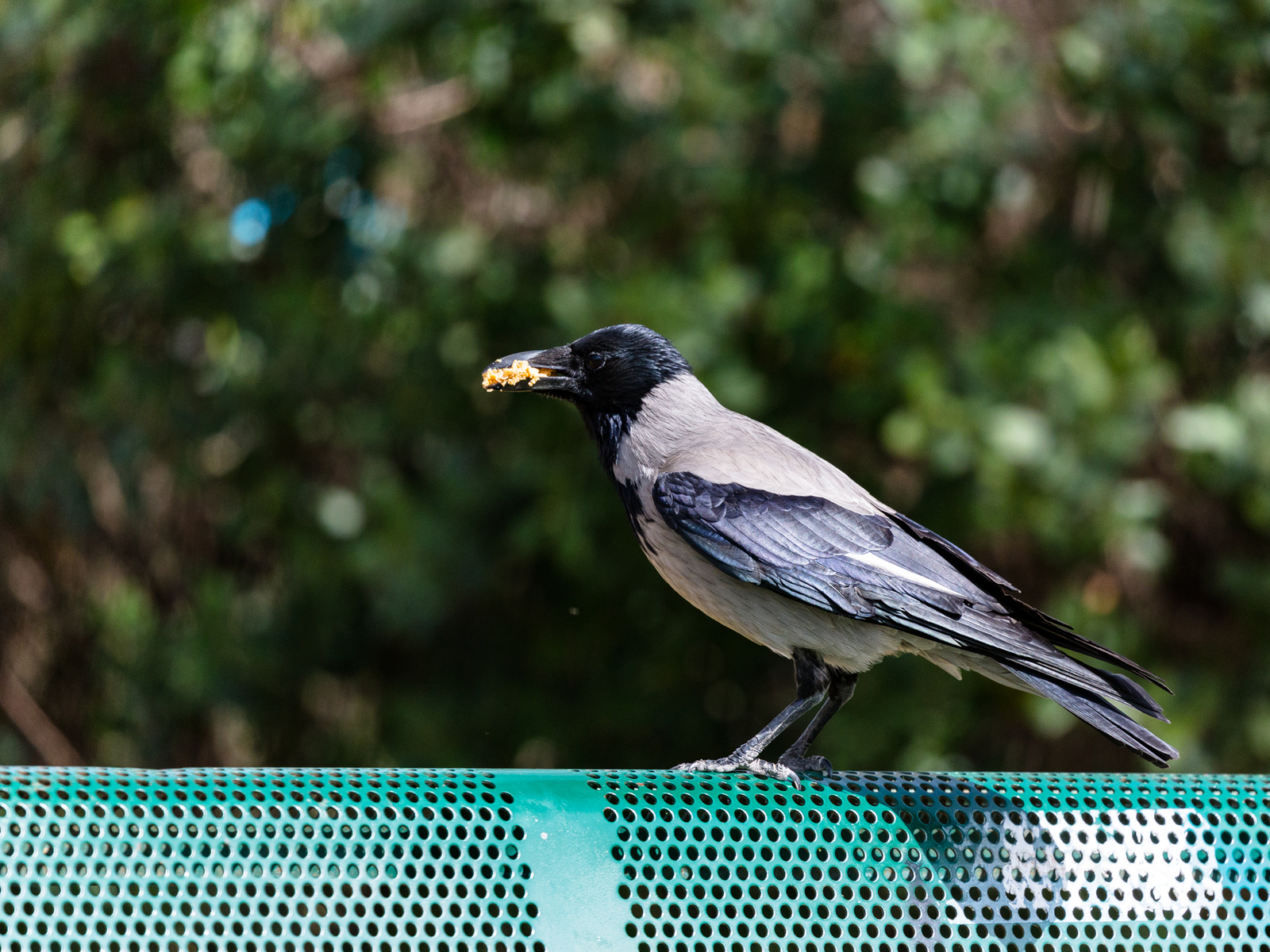 Про ворону | Пикабу