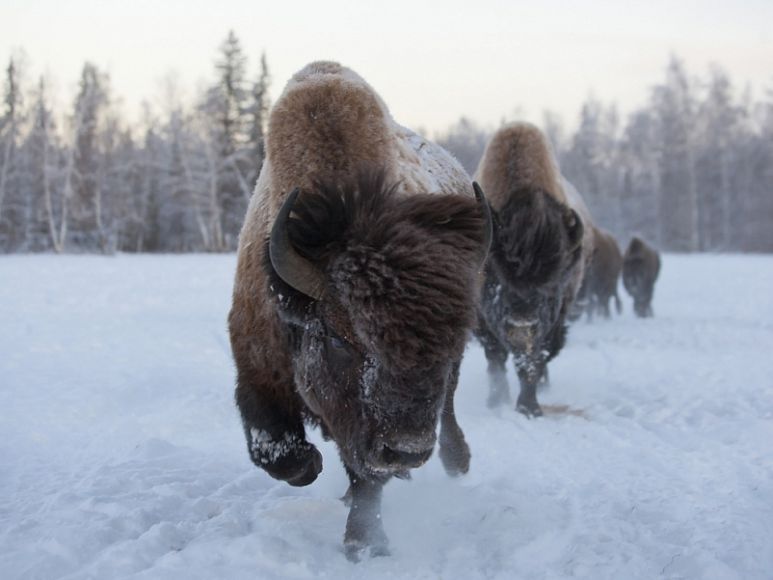 From Canada to Yakutia, bison returned to their prehistoric homeland - Yakutia, Buffalo, , Canada, Interesting, Story, The photo, Longpost