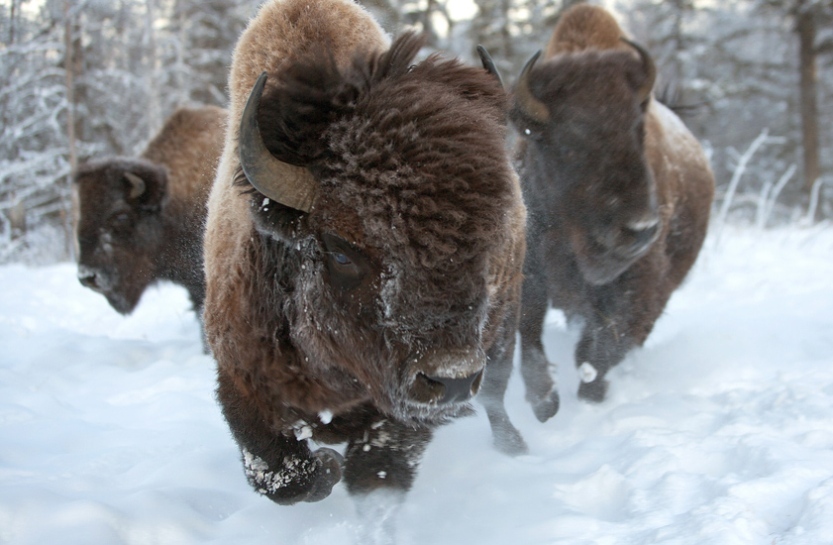 From Canada to Yakutia, bison returned to their prehistoric homeland - Yakutia, Buffalo, , Canada, Interesting, Story, The photo, Longpost