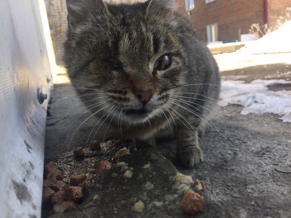 Irkutsk. - Cat looking for a home, Irkutsk, Longpost, cat, Help, Helping animals