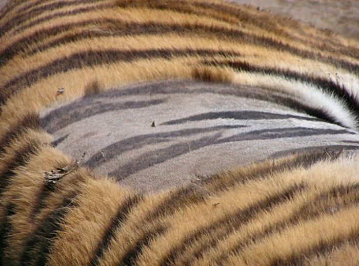 If you shave a tiger, it will still be striped - Tiger, Stripes, Animals, Facts