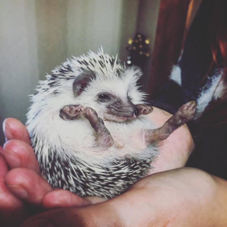 Hedgehog Gauguin. Part 2. Features of the content - My, African pygmy hedgehog, Hedgehog, Pets, , GIF, Longpost