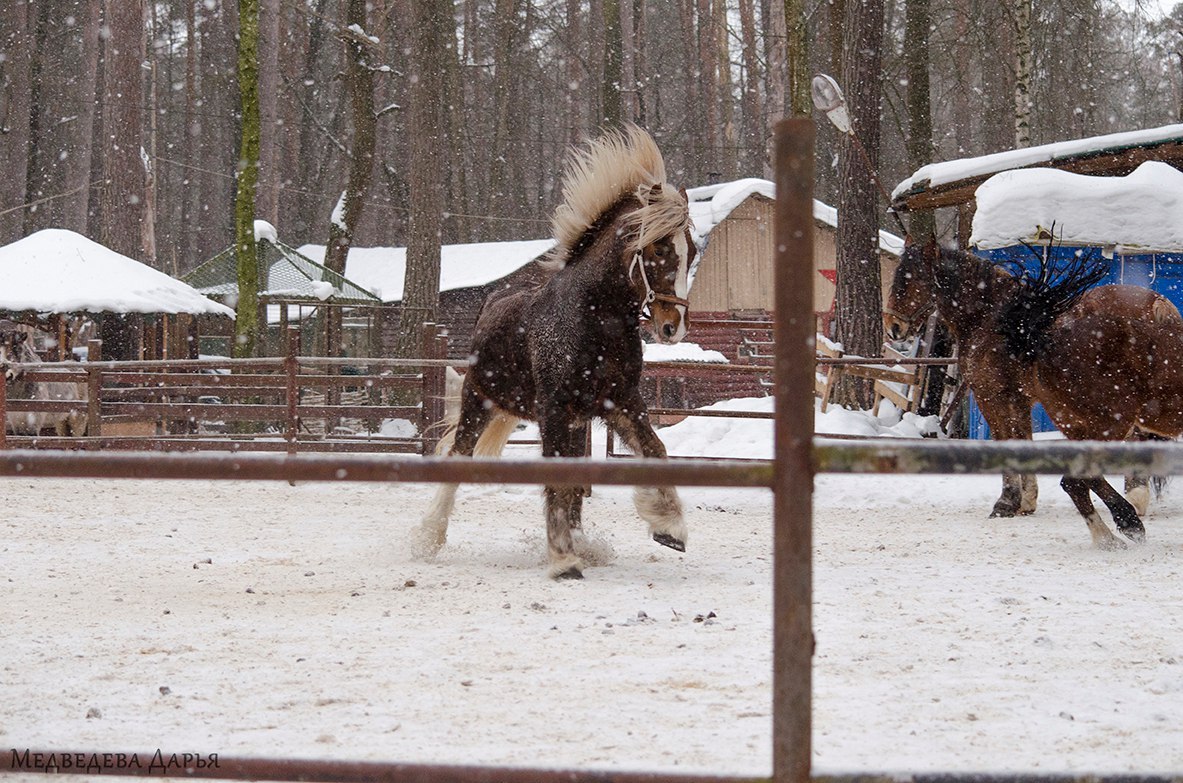 Besilovka in Levada - My, Horses, Levada, Partying, , Longpost