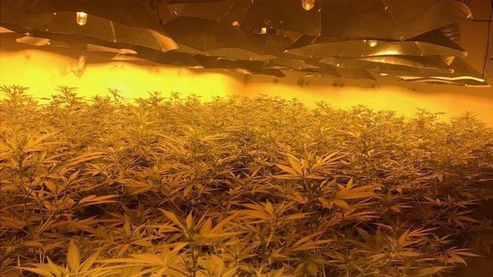 In the UK found a plantation of marijuana in a nuclear bunker (3 photos) - Marijuana, Police, Bunker, Longpost