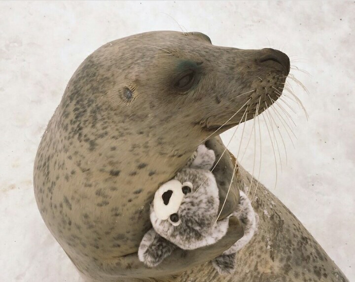 Seal with a toy - The photo, Seal, Soft toy