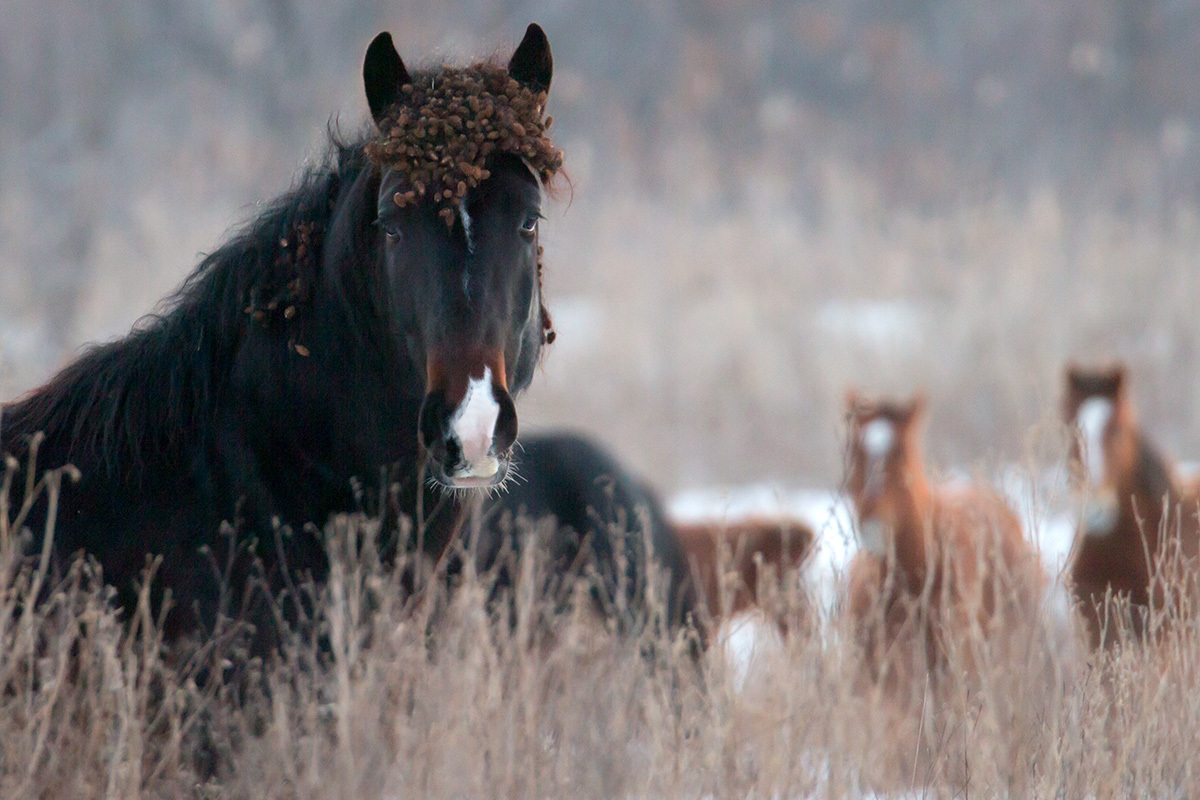 Wildlife Restoration Area - Astrakhan, Nature, Horses, Boar, Pheasant, , Longpost