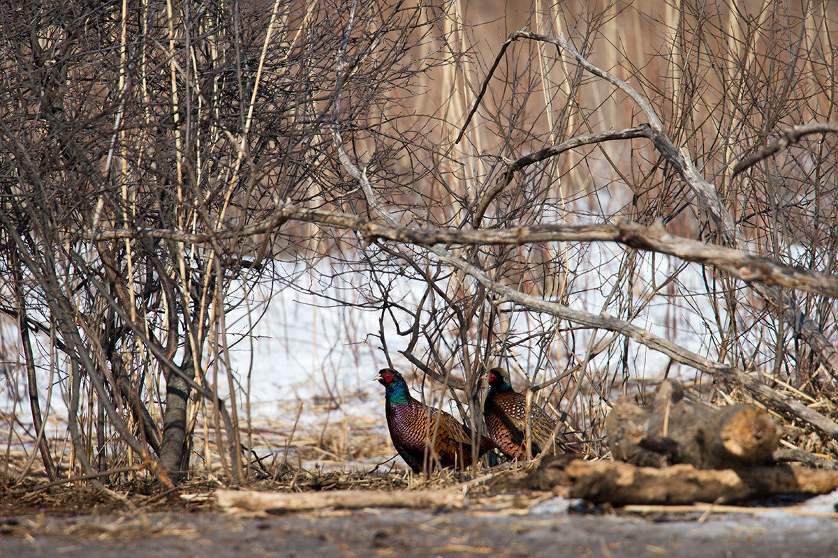 Wildlife Restoration Area - Astrakhan, Nature, Horses, Boar, Pheasant, , Longpost