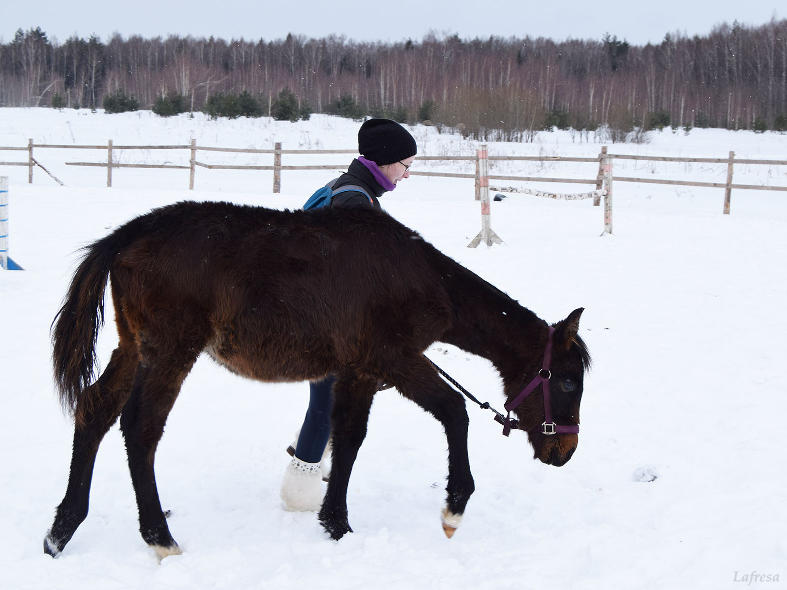 Confessions of a new horse owner - My, Horses, Horses, Animals, Stable, The photo, Longpost, Video, Shelter