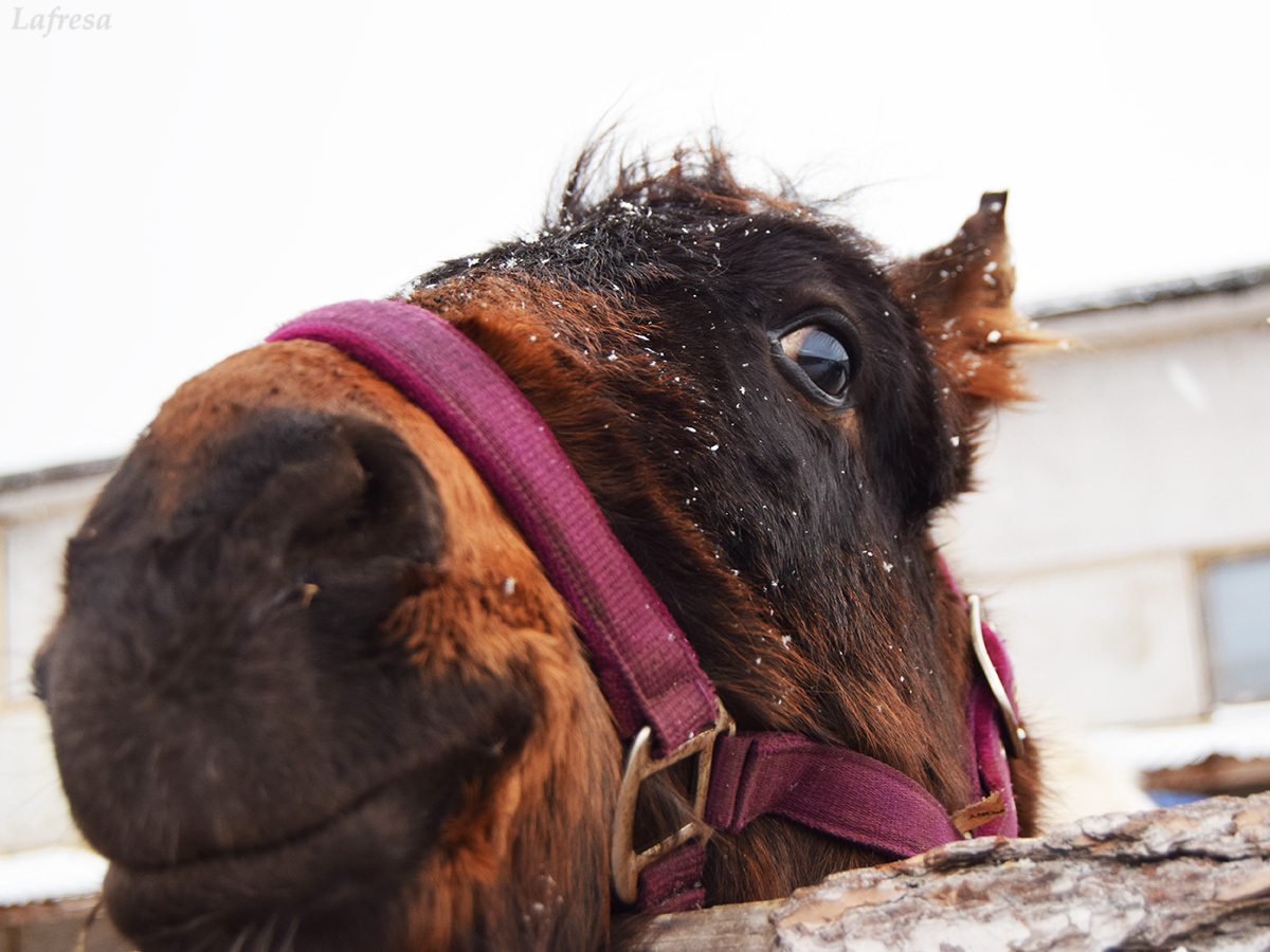 Confessions of a new horse owner - My, Horses, Horses, Animals, Stable, The photo, Longpost, Video, Shelter