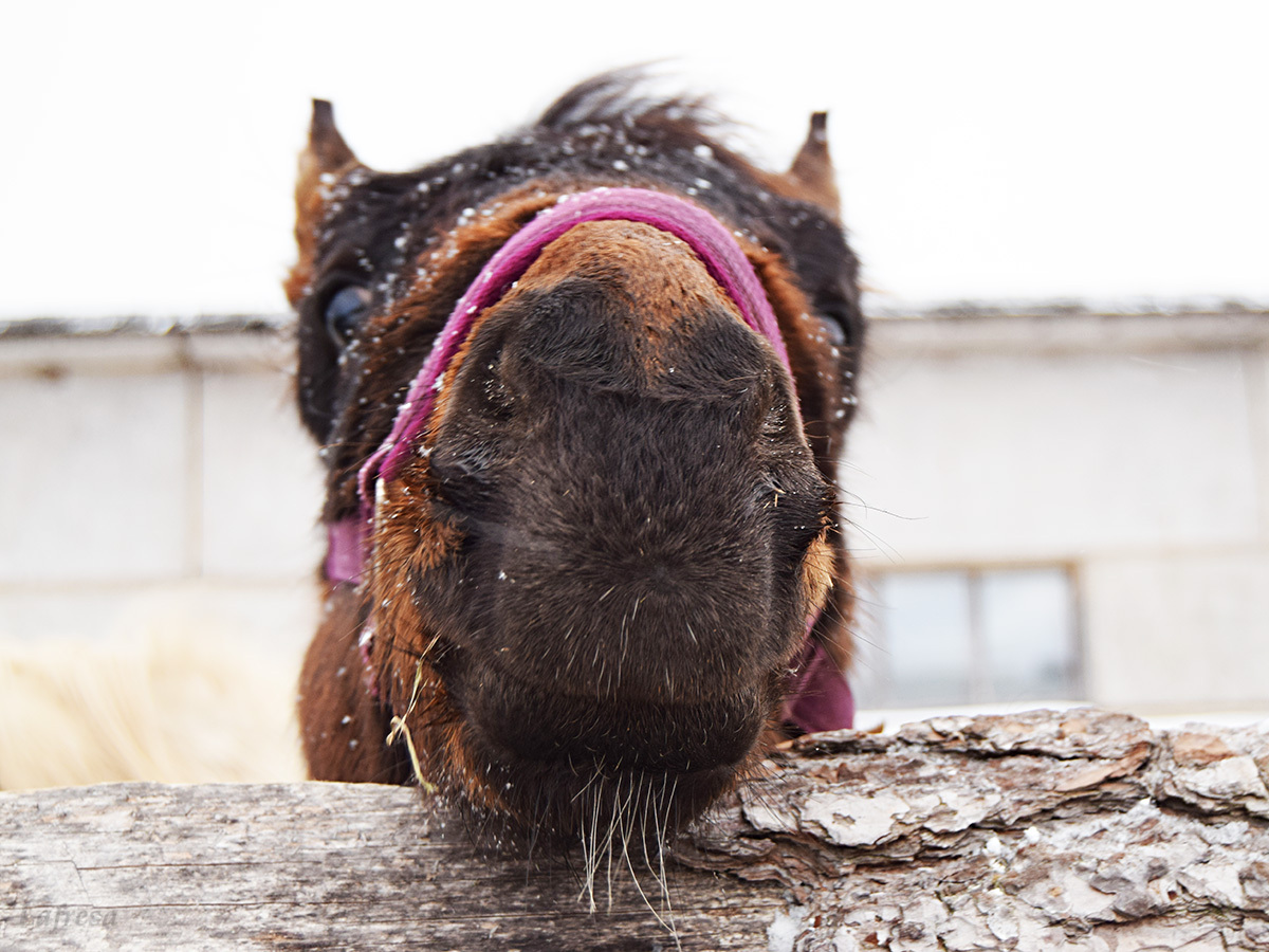 Confessions of a new horse owner - My, Horses, Horses, Animals, Stable, The photo, Longpost, Video, Shelter