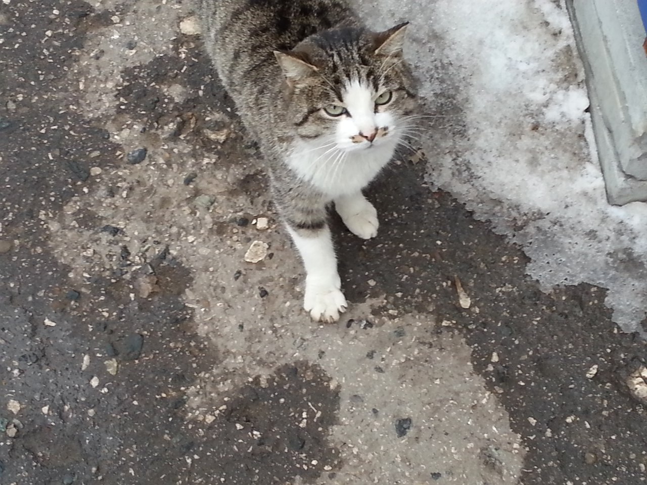 Kote with a clear mustache - My, cat, Усы