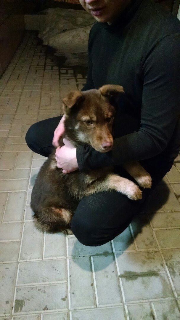 Found dog!!Arzamas - My, The dog is missing, Arzamas, Dog, Puppies, Longpost, Found a dog