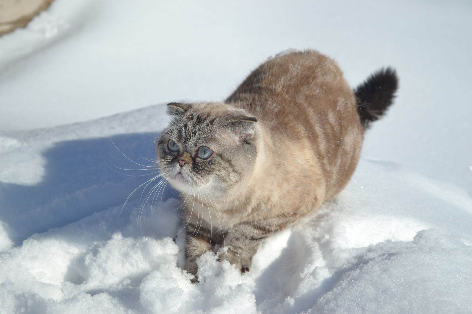 Cat photoset with the last snow - My, cat, Scottish lop-eared, Snow, Winter, Spring, Longpost