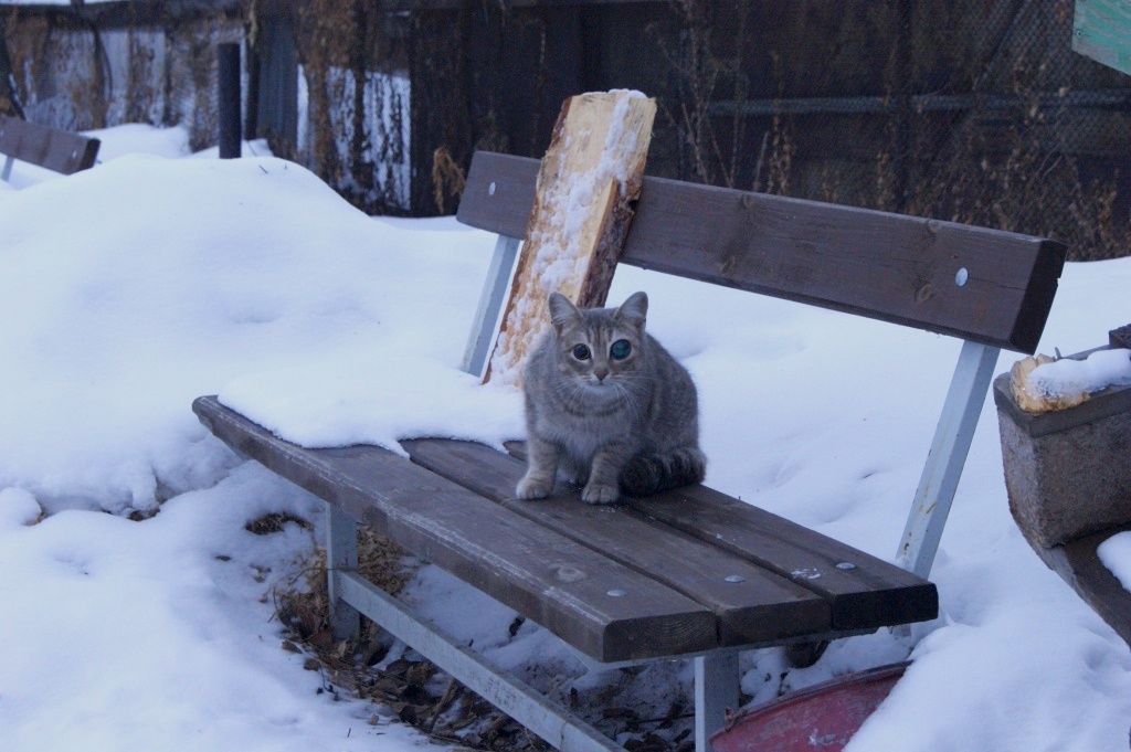 Odd-eyed cyborg cat - My, Chelyabinsk, cat, Cyborgs