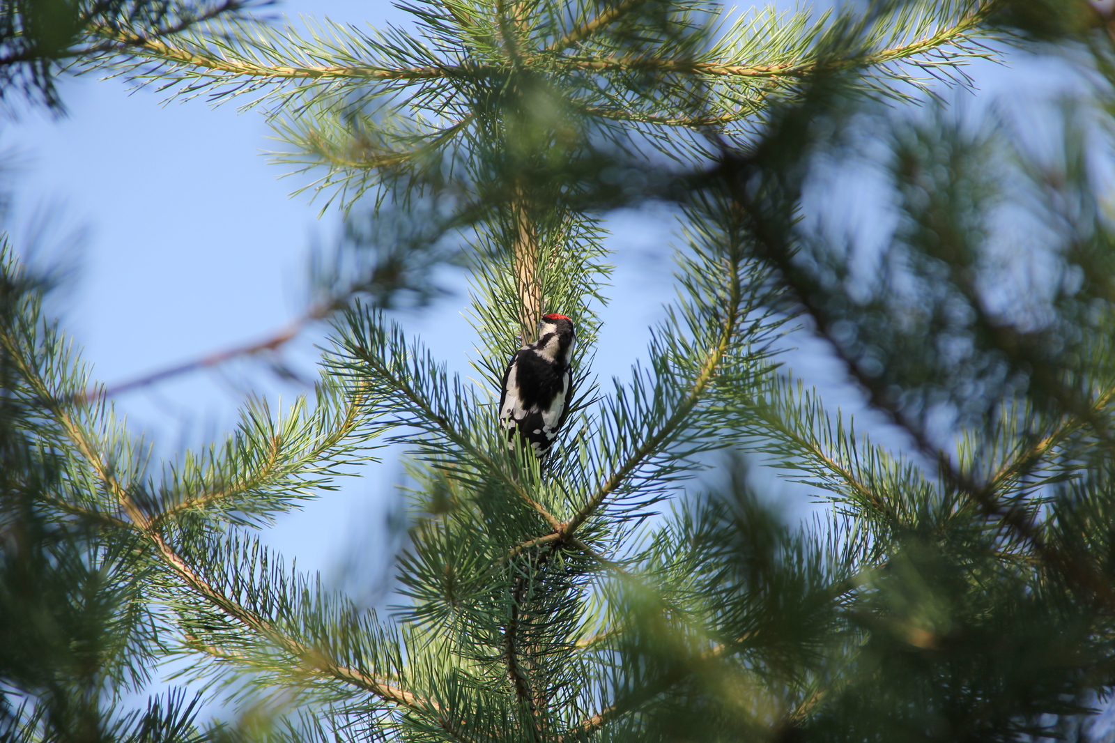 woodpecker - My, The photo, Birds, Woodpeckers