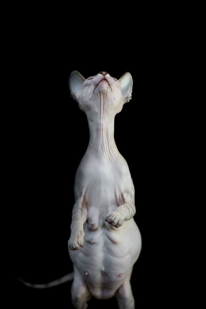 Cats get naked too - Sphinx, cat, The photo, Longpost