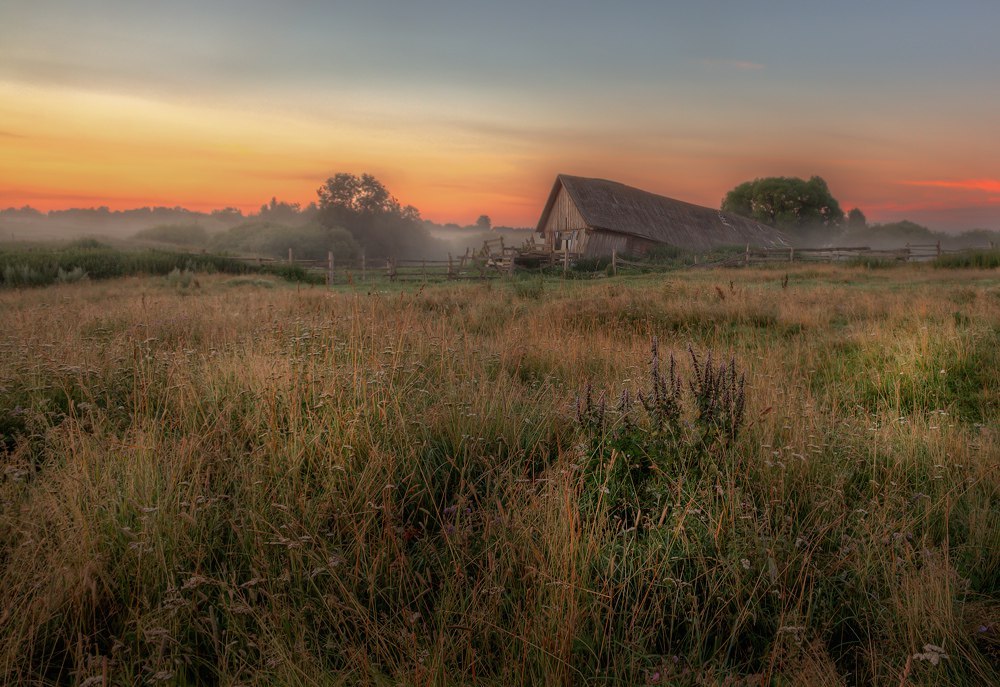 Yaroslavl region - Yaroslavskaya oblast, Summer, Cow, Grace, Greenery, Nature, Fog, Sunrise, Longpost