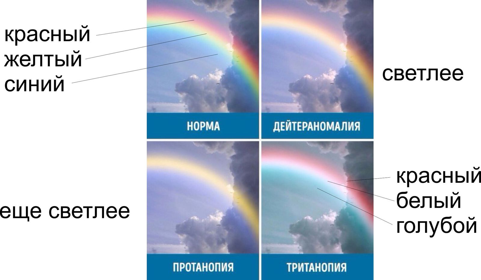 Как вижу я, диагноз легкая дейтераномалия. | Пикабу