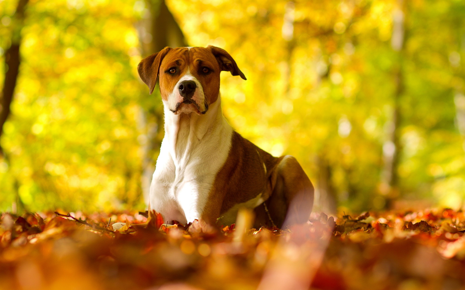 Autumn waved a magic brush! - Autumn, The photo, Nature, Longpost