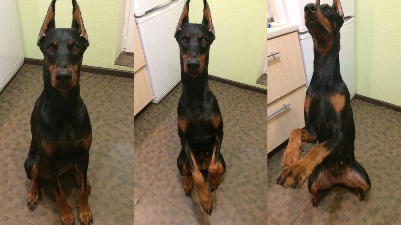 dober bunny - My, Doberman, honey, Dog