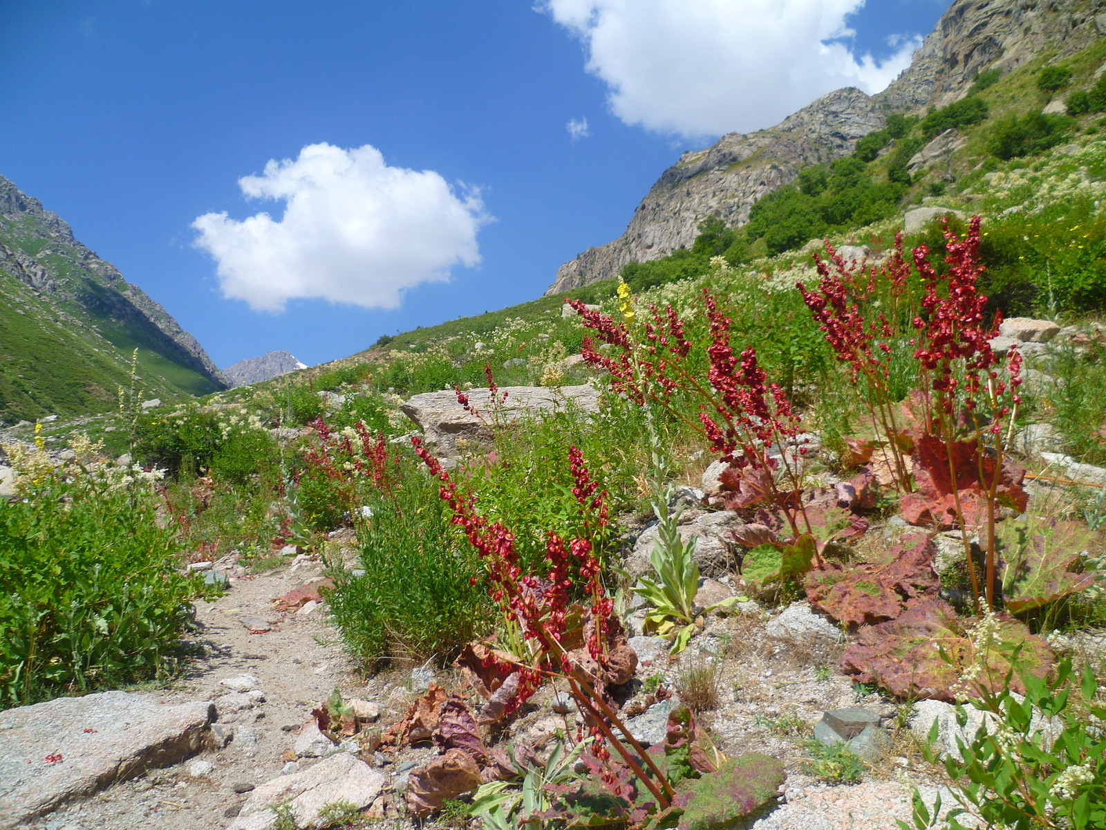 Walk along the Siam River. - My, River, Nature, Flowers, Tajikistan, , Longpost