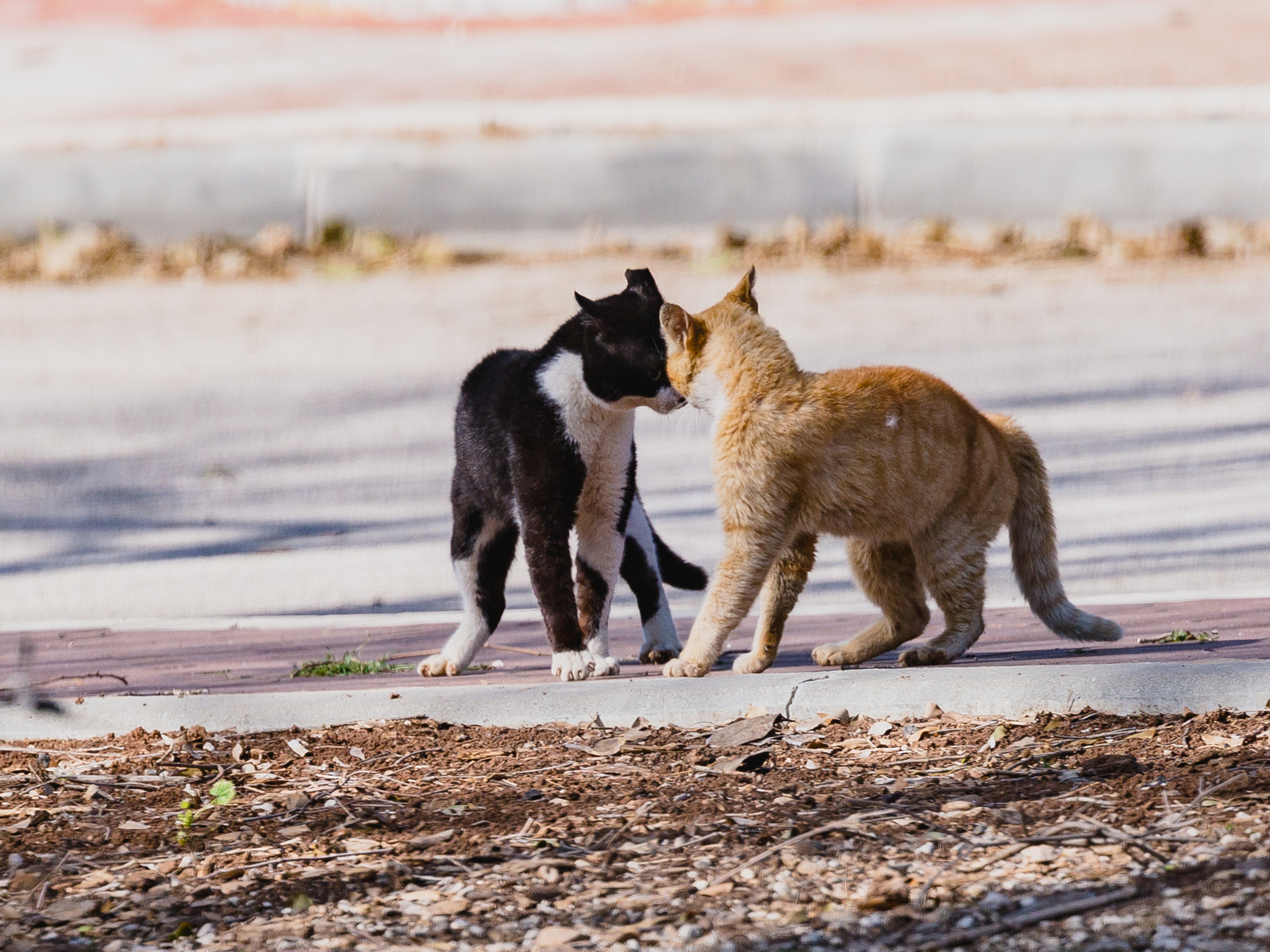 Cats. March. - My, cat, The photo