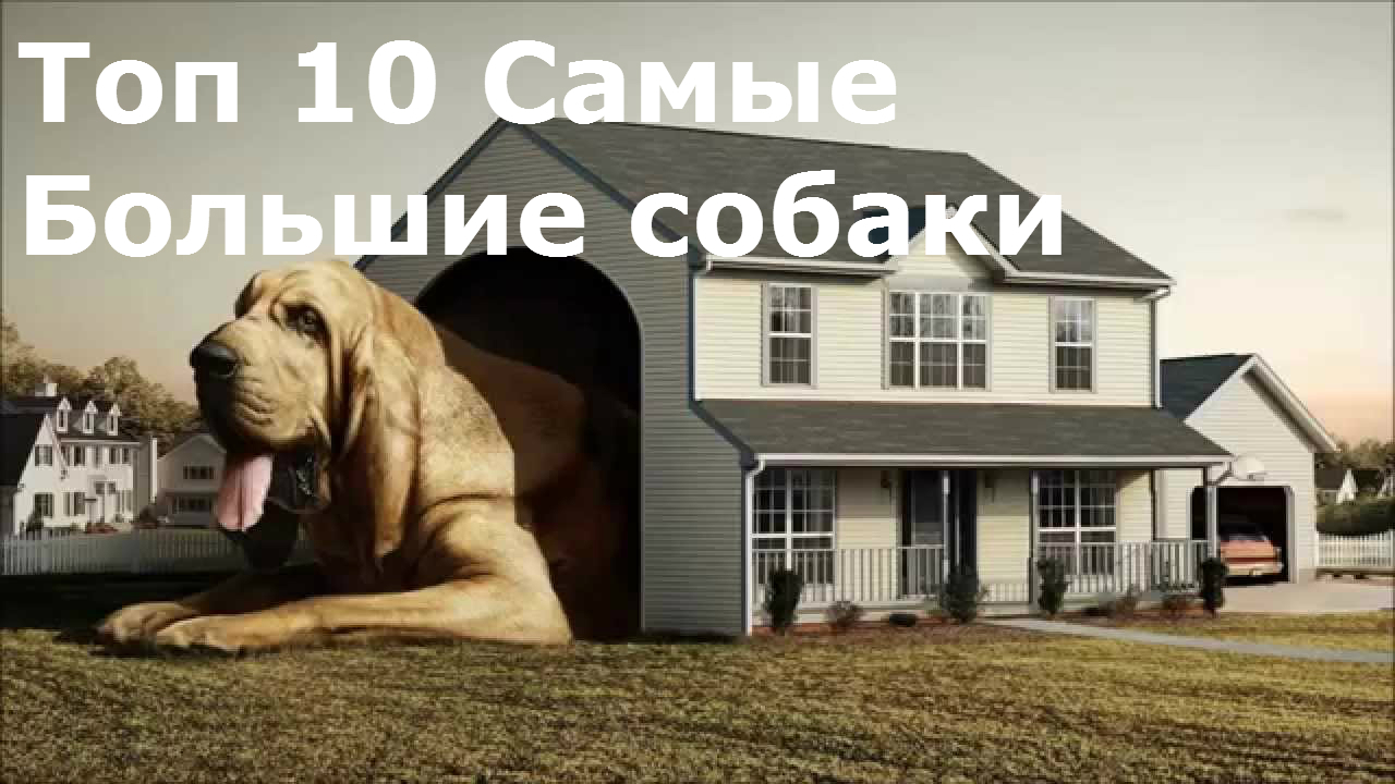 Top 10 biggest dogs in the world - My, The biggest dogs in the world, Dogs in the world, Dog, Top, Pitbull, Dog dot com