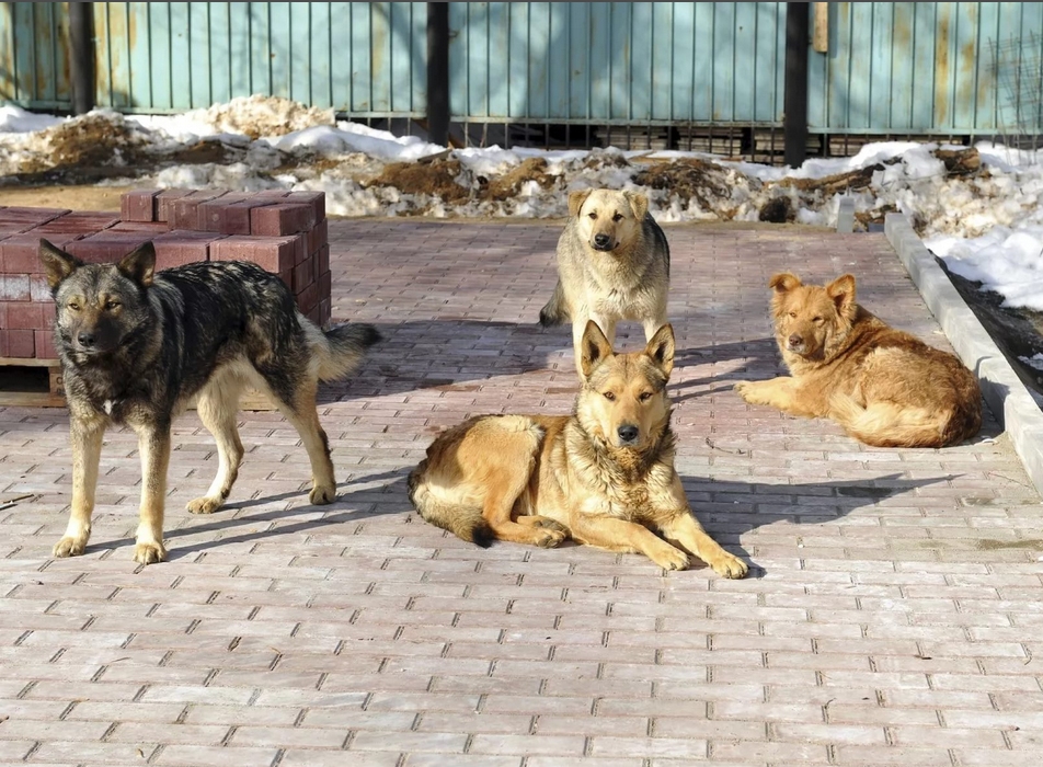 In Rostov, a pack of stray dogs saved two girls from robbers - Dog, Robbers, Child protection