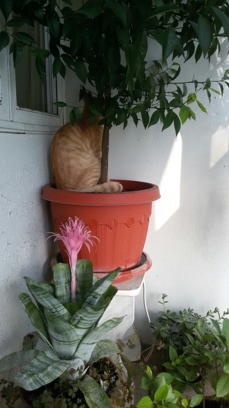 When I slept where it was impossible. - My, cat, Disguise, Flowers, Redheads, Longpost, The photo