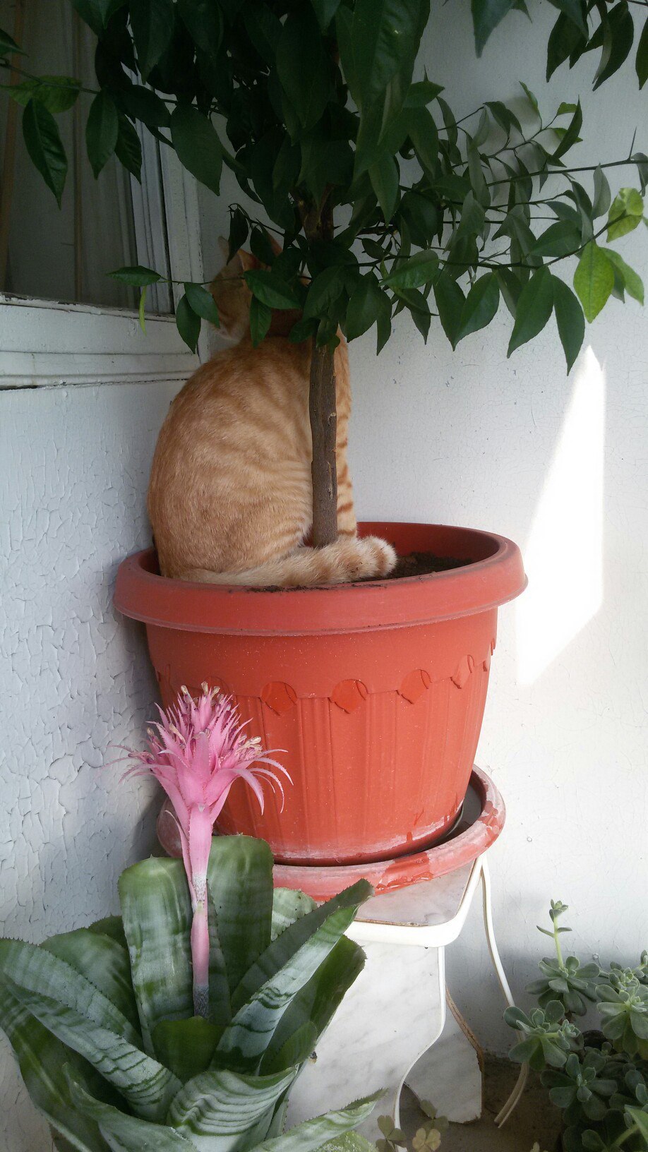 When I slept where it was impossible. - My, cat, Disguise, Flowers, Redheads, Longpost, The photo