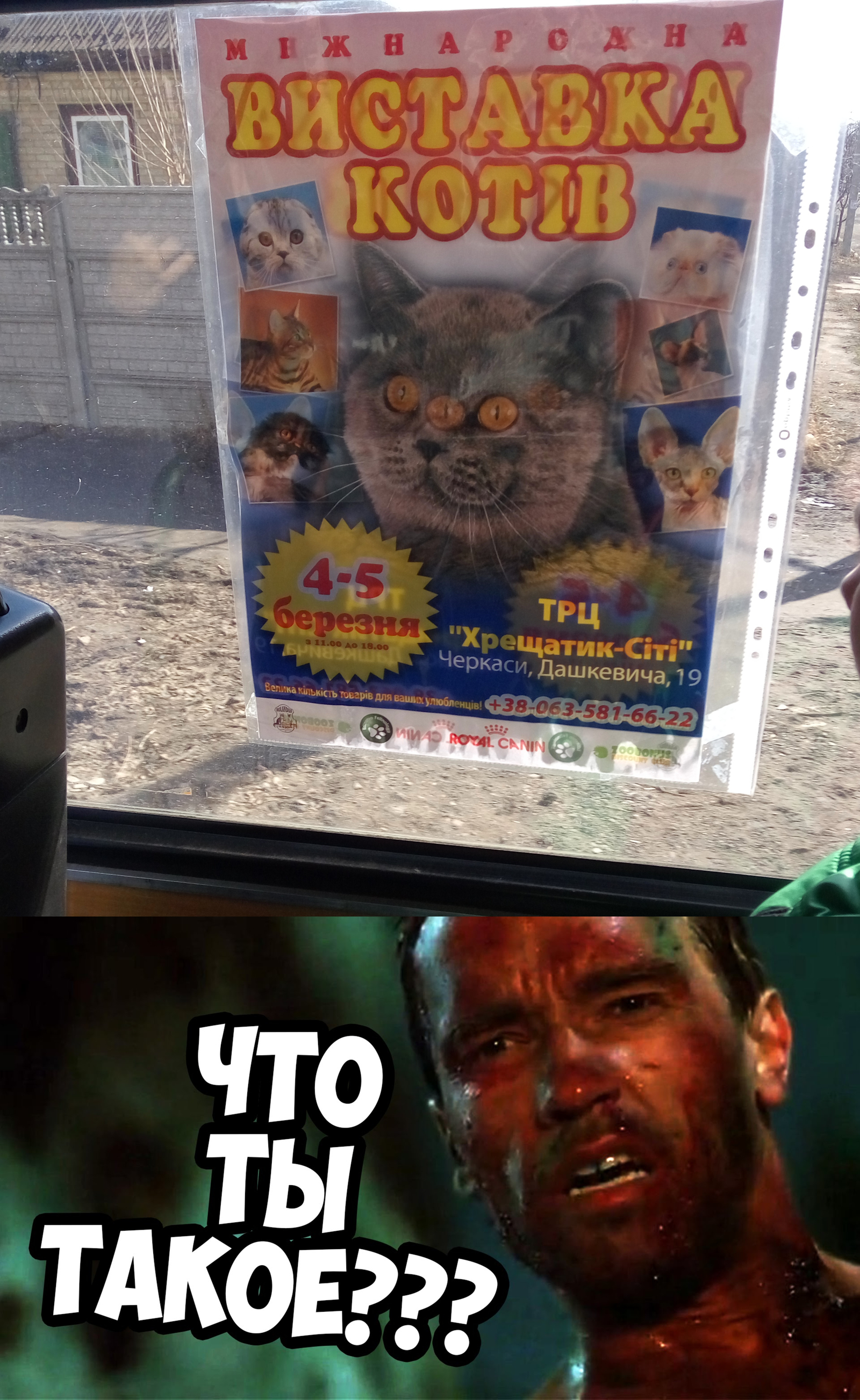 What are you ?! - My, cat, Third Eye, Not advertising