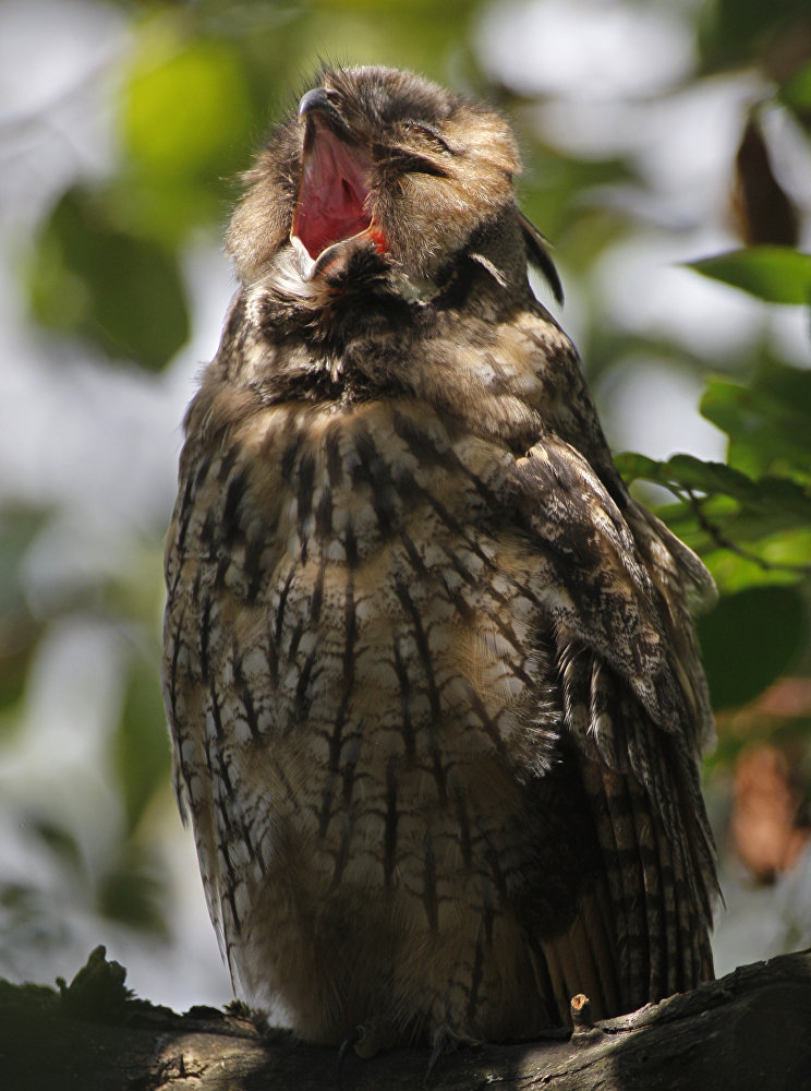 Sleepy owl post - Owl, A selection, Yawn, Laugh, , Dream, Longpost, Laugh, The appeal