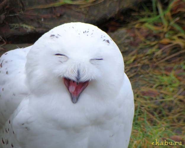 Sleepy owl post - Owl, A selection, Yawn, Laugh, , Dream, Longpost, Laugh, The appeal