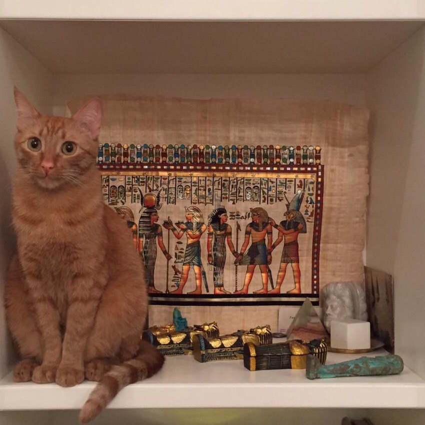 Egyptian cat. - My, The photo, cat