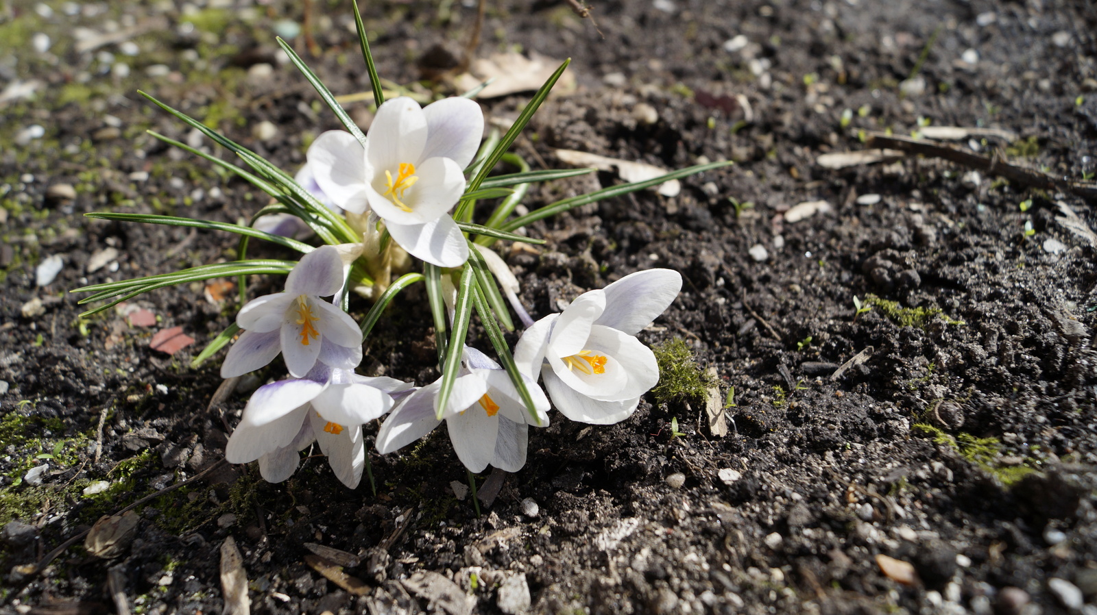 Looking forward to the coming spring. - My, The photo, Flowers, Spring, 2016, Sony, Longpost