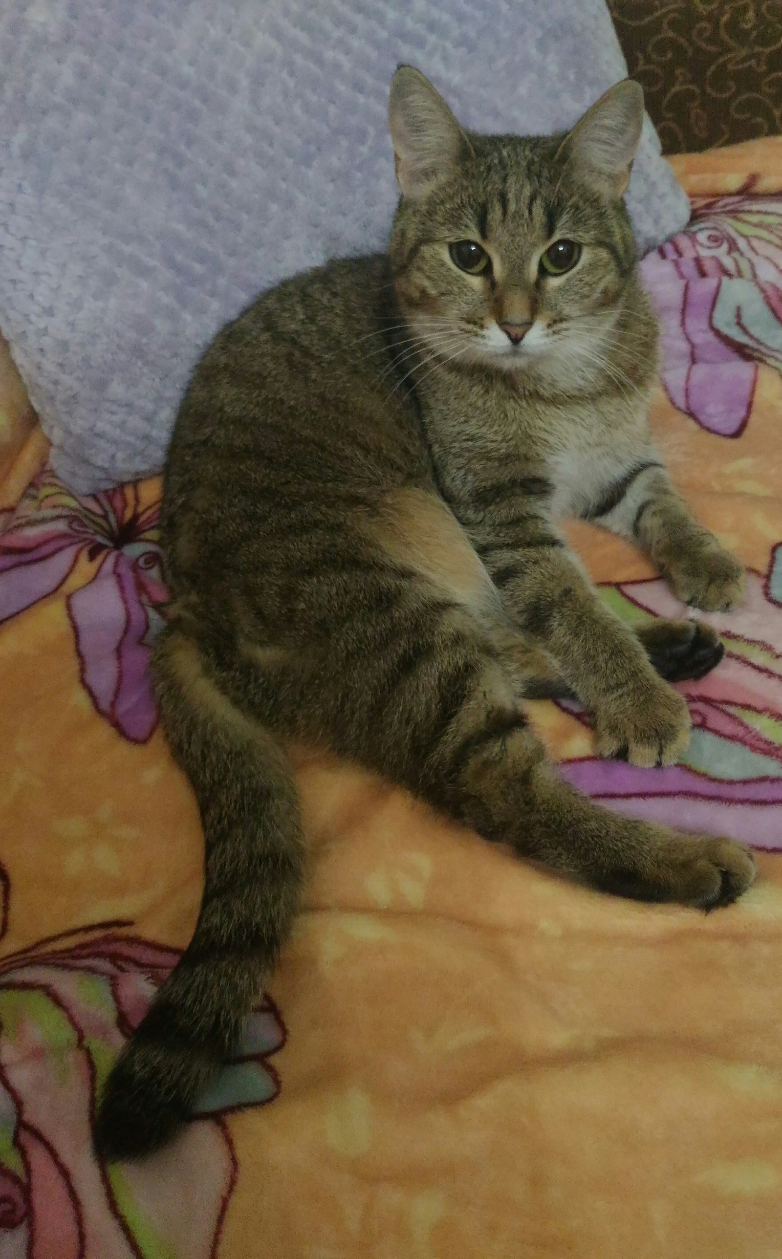 settled down - My, , Tricolor cat, Sofa, The photo, cat