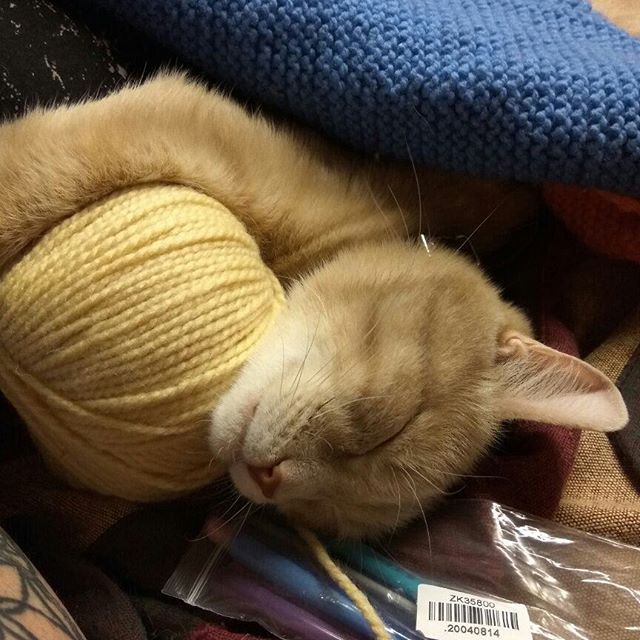 I knit little by little different) fighting off lovers of balls ...))) - My, Longpost, cat, Knitting, Cosiness