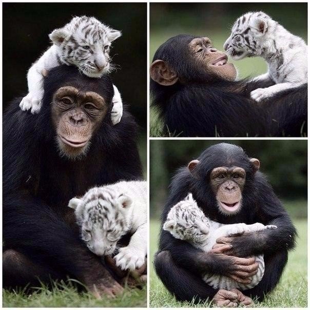 Here it is, sincere care and love - Humor, Tiger, Animals, Monkey