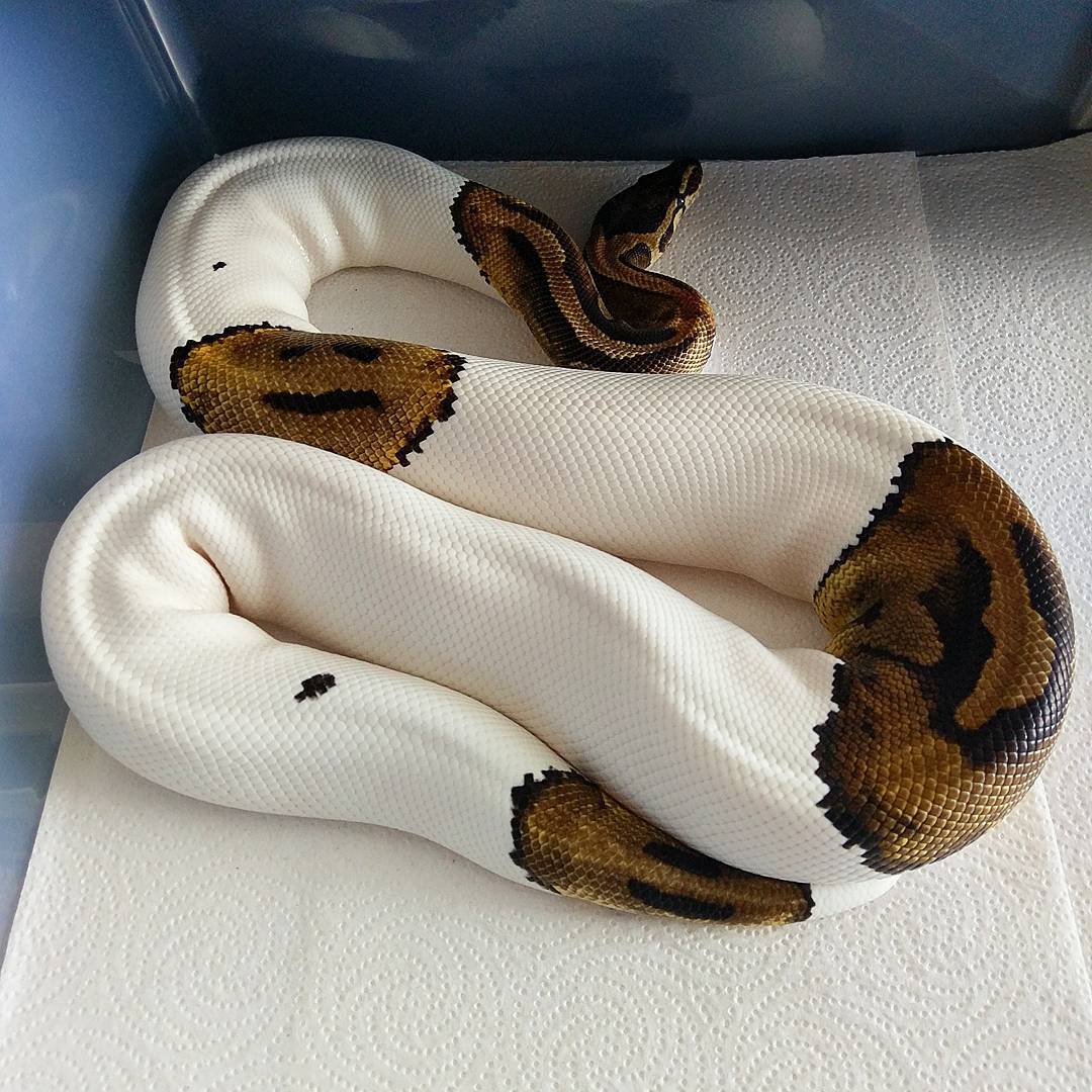 Piebald royal python - The photo, Snake, Python, beauty