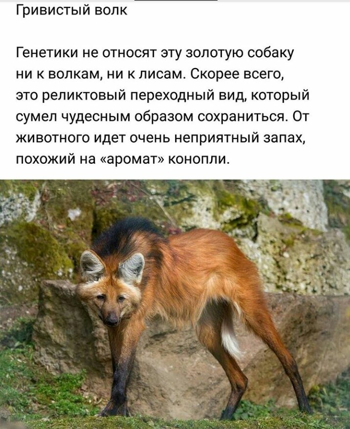 Fox wolf)) - The photo, Fox, Wolf, Animals