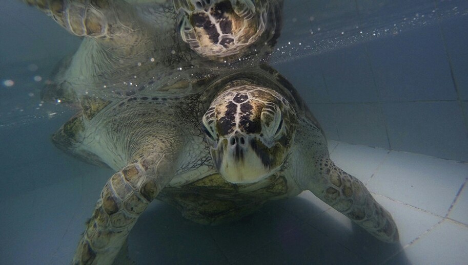 In Thailand, almost a thousand coins were extracted from a turtle. - Turtle, Thailand, Treasure, Animals