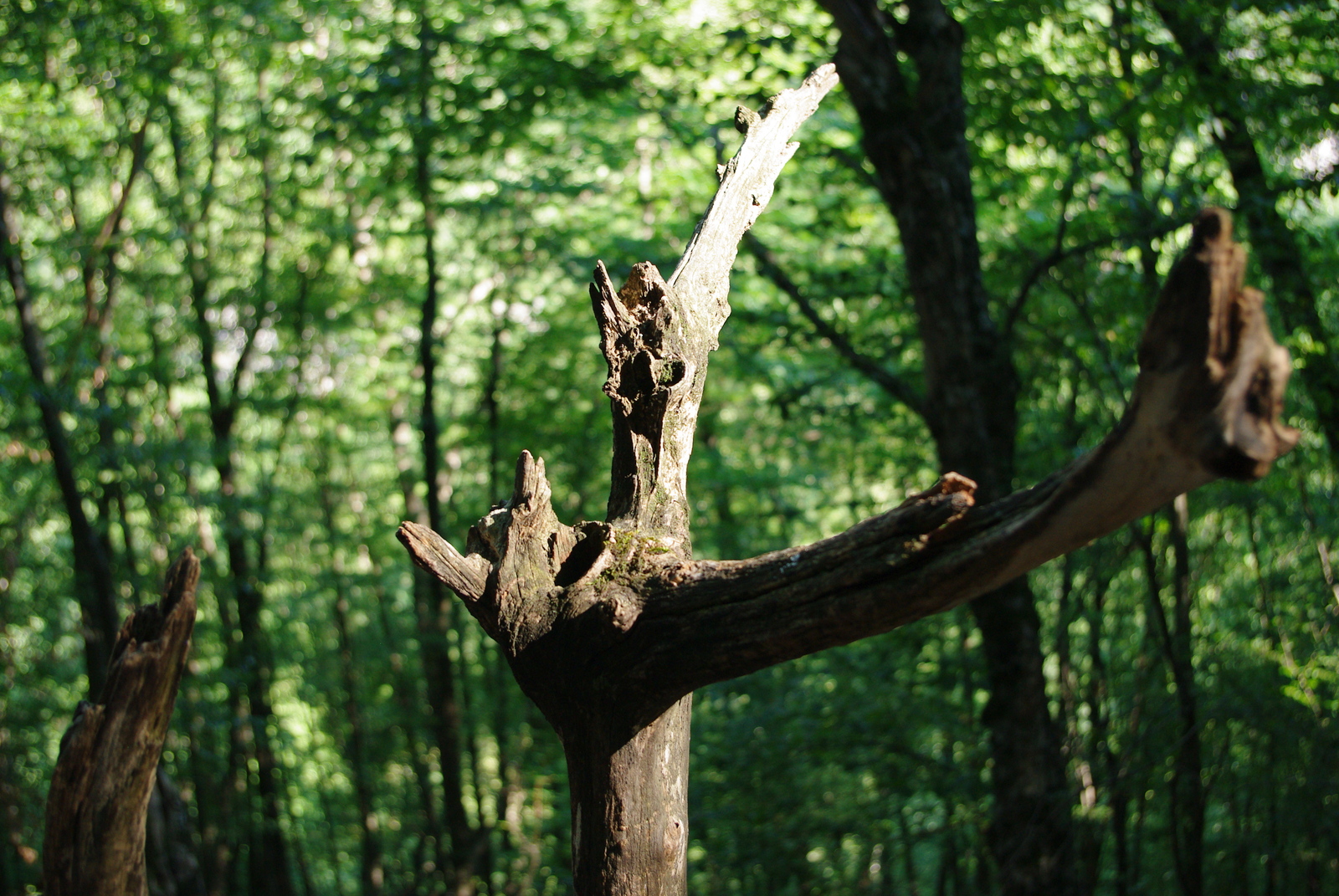 Look carefully, even more carefully! - My, Crimea, Grand Canyon of Crimea, Branch, Scull, It seemed, Nature