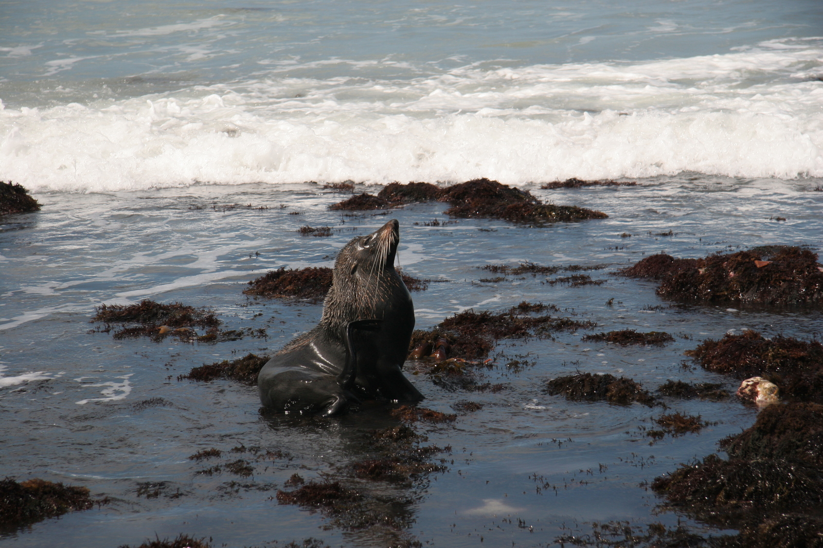 I Think Therefore I Am - My, , South Island, New Zealand, The photo, Nature, Sea lion