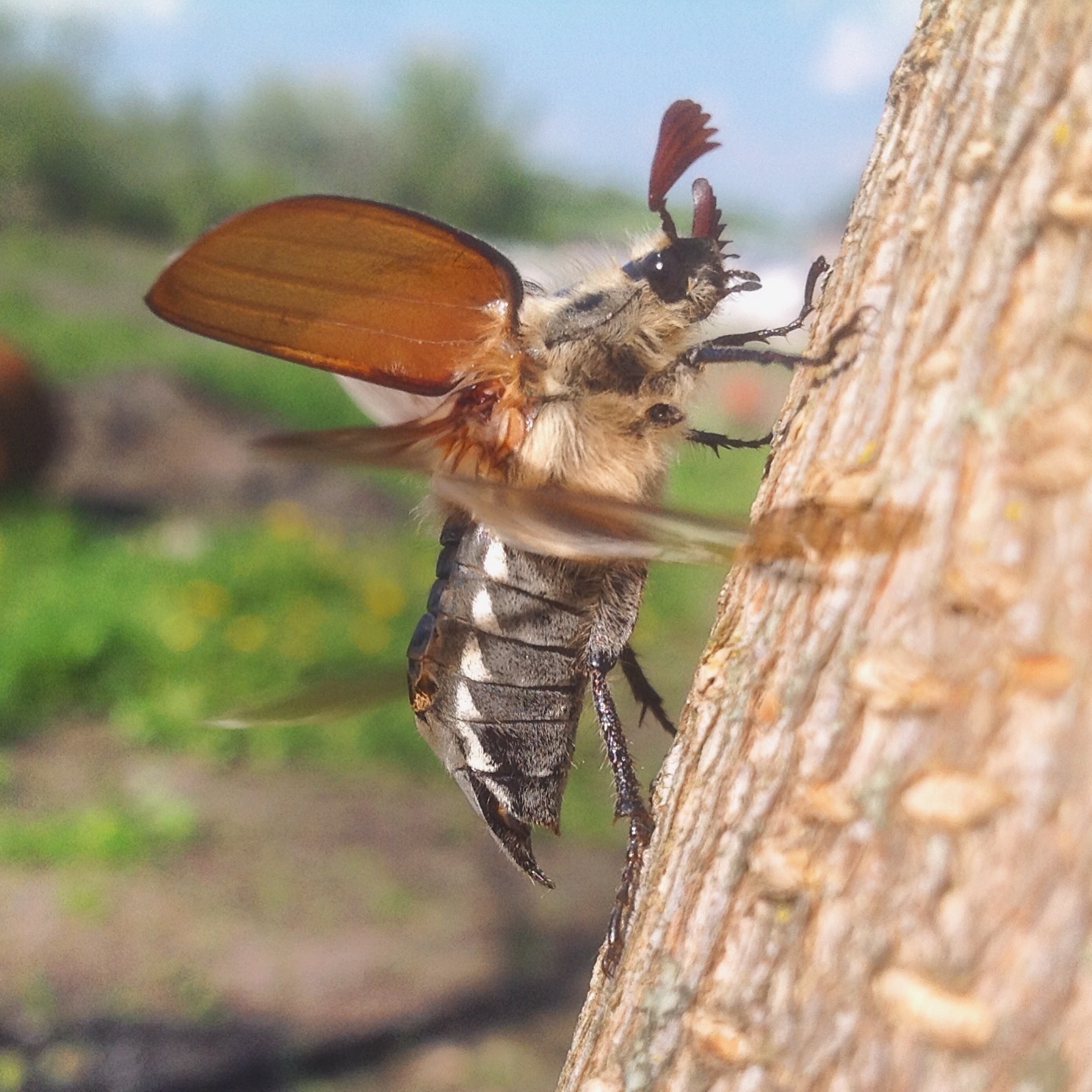 Takeoff - My, Жуки, Takeoff, Spring, Nature, , Who is this?