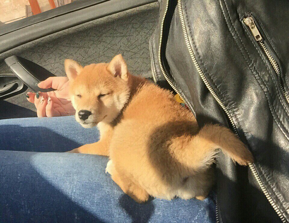 Such little doge - My, Dog, Shiba Inu, , Pet, Longpost, Doge, Pets