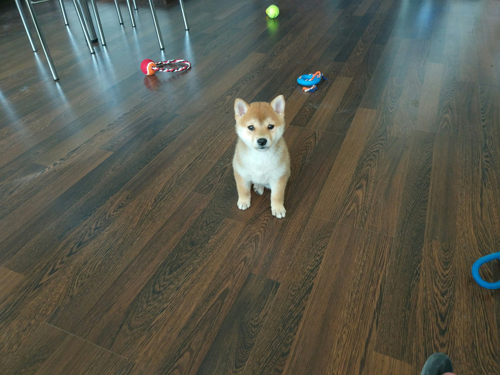 Such little doge - My, Dog, Shiba Inu, , Pet, Longpost, Doge, Pets