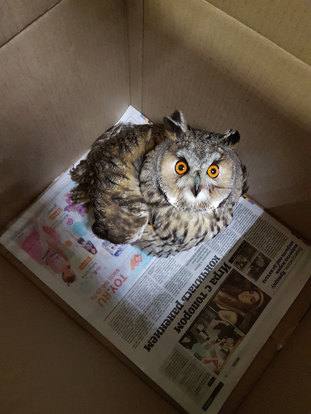 Moscow - Peter. - My, Help, Saint Petersburg, Voronezh, Transport, Owl, Owl, The rescue, Longpost