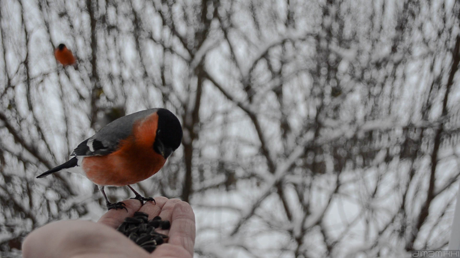 Bullfinches. - My, Bullfinches, Winter, Birds